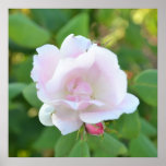 Soft Pink Rose Print