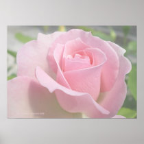 Soft Pink Rose Print