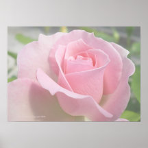 Soft Pink Rose Print