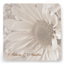 Soft Sepia Wedding Daisy Announcements