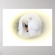 Soft swan poster