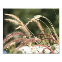 Soft Touches 10x8 Photographic Print
