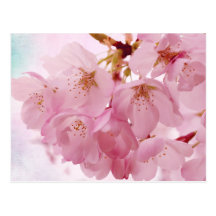 Soft Vintage Pink Cherry Blossoms Postcards