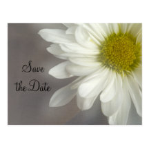 Soft White Daisy Wedding Save the Date Postcard