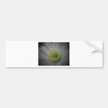 Soft White Flower Bumper Stickers