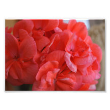 Soften Petals 7x5 Photographic Print