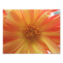 Softened Petals 11 x 8.5 Photographic Print