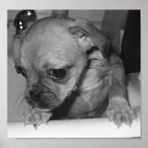 Soggy Doggy Posters