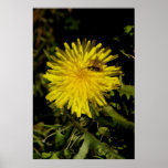 Soland Print