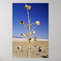 Sole survivor  flowers print