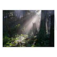 Soleil de forêt de Gabriola Carte De Vœux