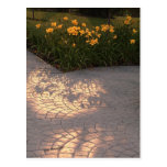 Soleil et fleurs et ombres post card