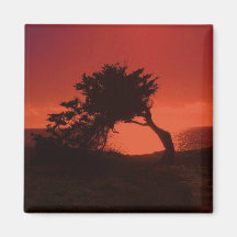 Solitaire Cypress Tree Magnet