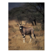 Solitary Antelope Post Cards