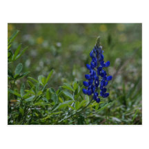 Solitary Bluebonnet Post Cards