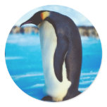 Solitary Penguin Sticker