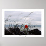 Solitary Poppy Poster
