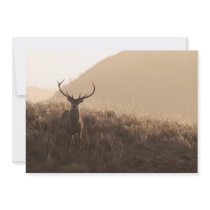 Solitary Red Stag Invitation