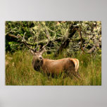 Solitary Red Stag  Poster/Print