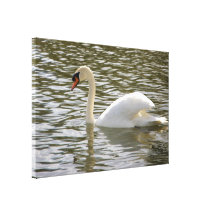 Solitary Swan Canvas Print