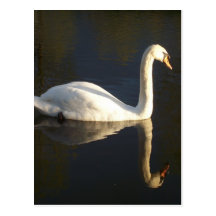 Solitary Swan Post Cards