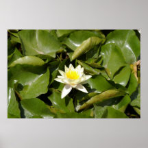 Solitary Water Lily Posters