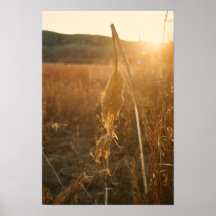 solitude print