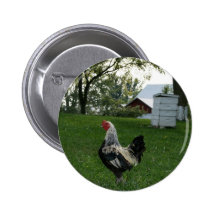 Solo Chicken Pinback Buttons