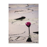 Solo-tus | Cambodia Postcards