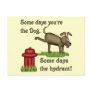 Some Days Dog