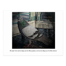 Some Days You're the Pigeon Postcard