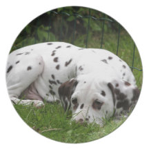 Sommeil Dalmation s'étendant dans le domaine Assiettes
