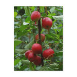Sommerred  Apples Postcard