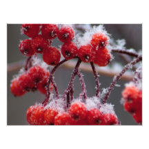 SONB Snow on Berries; No Text Photograph