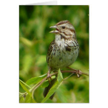 "Song Sparrow 3" Card