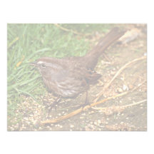 Song Sparrow Announcement