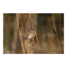 Song Sparrow by E.A. Schneider Photograph