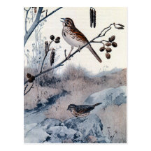 Song Sparrows in the Spring Postcard