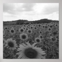 Sonnenblumen in der Toskana Plakatdruck