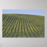 Sonoma Vineyard posters
