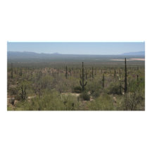 Sonora Desert Museum Photo Cards