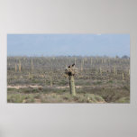 Sonoran Desert Eagles Poster
