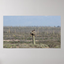 Sonoran Desert Eagles Poster