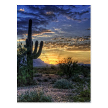 Sonoran Sunrise Postcard