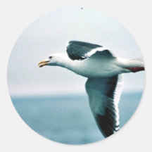 Sooty-backed or Western Gull Round Sticker