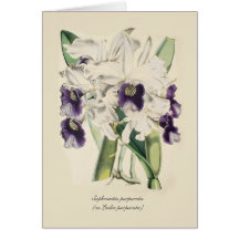 Sophronitis purpurata (as Laelia purpurata) Cards