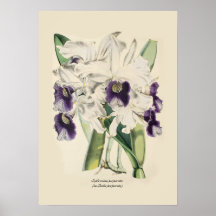 Sophronitis purpurata (as Laelia purpurata). Print