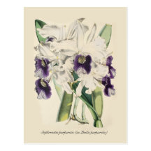 Sophronitis purpurata post card