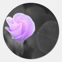 sorel rose en bois d'oxalis autocollants