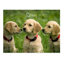 Sorry  Golden Retriever Puppies Postcard